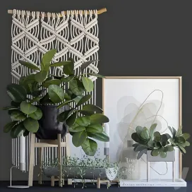 Decorative ficus